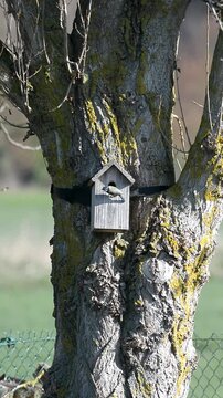 M&eacute;sange aux nichoir