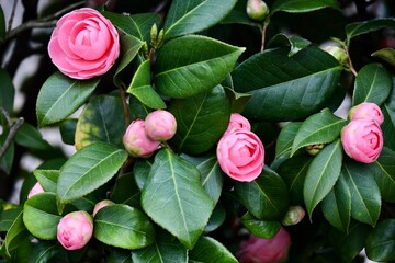 包みボタンのような椿の花と蕾