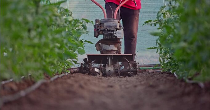 Farmer with a machine cultivator digs the soil in the vegetable garden. Organic farming of tomatoes plants in a greenhouse