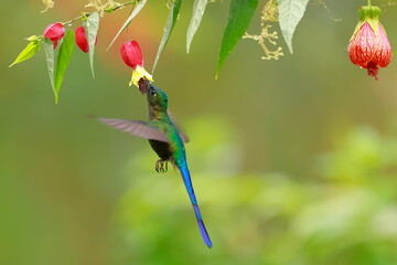Violet-tailed Sylph - male, Aglaiocercus coelestis,  Ecuador © Kamil
