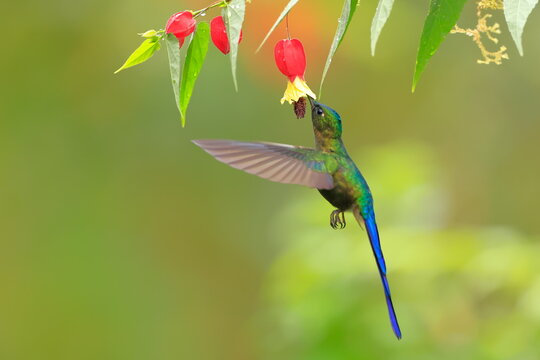 Violet-tailed Sylph - male, Aglaiocercus coelestis,  Ecuador
