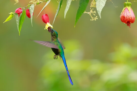 Violet-tailed Sylph - male, Aglaiocercus coelestis,  Ecuador