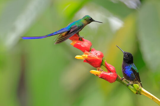 Violet-tailed Sylph - male, Aglaiocercus coelestis,  Ecuador