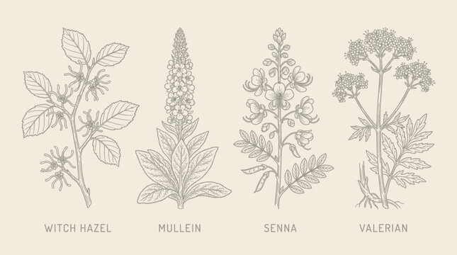 Medicinal herb collection of witch hazel, mullein, senna, and valerian in line art style