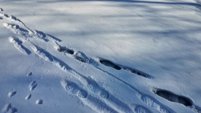 Fresh snow captures a trail of human boot footprints and smaller animal tracks (possibly fox, cat or small canine) in a serene winter landscape. Crisp details, cold blue tones,