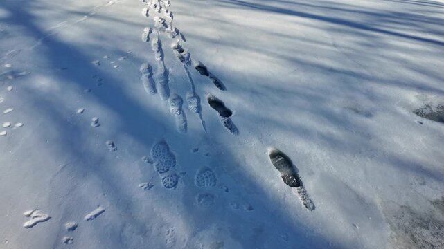 Fresh snow captures a trail of human boot footprints and smaller animal tracks (possibly fox, cat or small canine) in a serene winter landscape. Crisp details, cold blue tones,