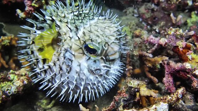 Calm Porcupinefish Hovering and Changing Direction Above Coral Rubble