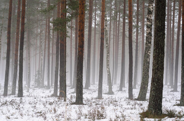 Obraz premium Snowy pine forest with light fog in winter