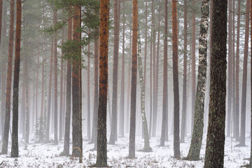 Obraz premium Misty winter pine forest with snow-covered ground