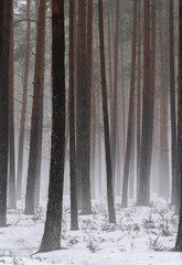 Snowy pine forest with fog and tall tree trunks in winter