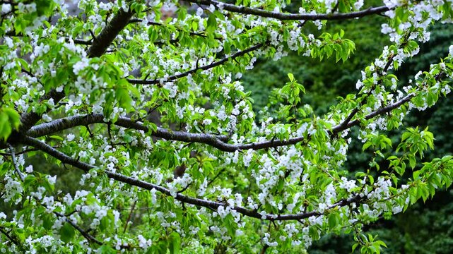 Cherry blossoms in the village of Tobera, in the municipality of Fr&iacute;as, in the Merindades region. Burgos. Castile and Le&oacute;n. Spain. Europe