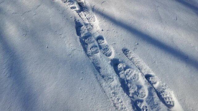 Fresh snow captures a trail of human boot footprints and smaller animal tracks (possibly fox, cat or small canine) in a serene winter landscape. Crisp details, cold blue tones,