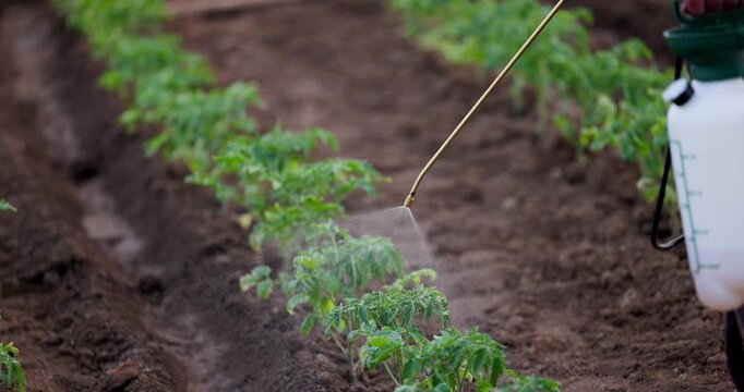 Greenhouse Seedling Rows With Drip Irrigation In Organic Farm Soil Close Up For Sustainable Agriculture, Farmer watering young plants
