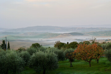 Obraz premium A tranquil autumn morning unfolds in the rolling hills near Pienza, Province of Siena, Tuscany, Italy. 