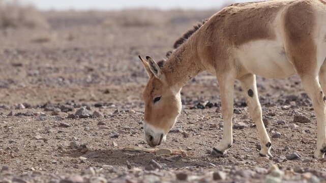 Iranian onager (Asiatic wild ass) walking and grazing in arid desert landscape, wildlife in Iran, natural habitat, close up and wide shots