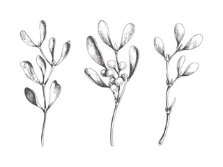 Three botanical of mistletoe branches with berries berry plant © Mehedy