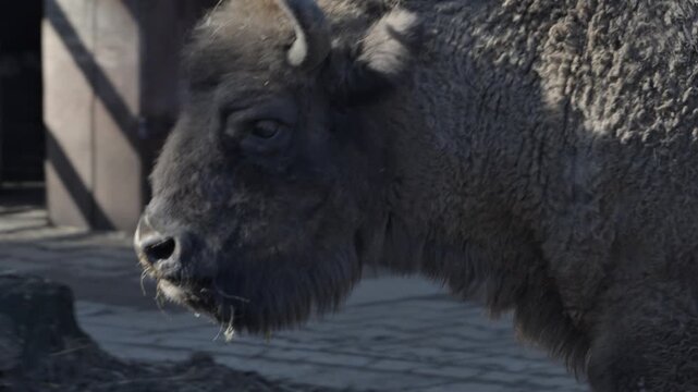 European bison head close-up portrait showing horns, eyes and detailed fur texture, powerful wild mammal expression, iconic wisent wildlife footage