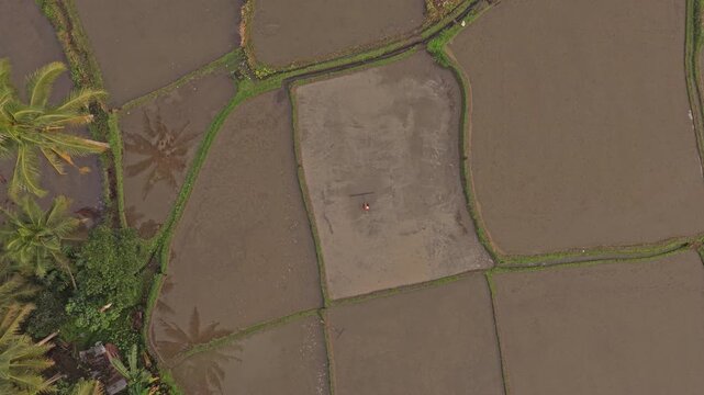 Aerial view of farmer cultivating bali rice paddies with a plow
