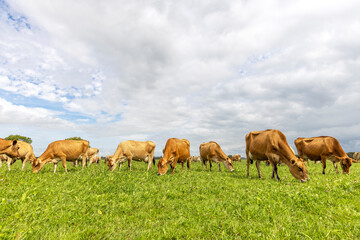Obraz premium Jersey cattle grazing in a field, landscape of flat land, a cloudy sky, wide view
