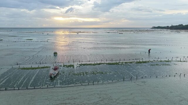Seaweed farmer working on an algae farm at sunrise in bali
