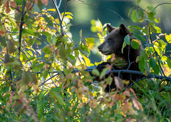 American Black Bear in the woods