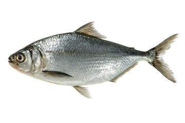Obraz premium Cleaned and Fresh Hilsa Fish Isolated on Transparent Background