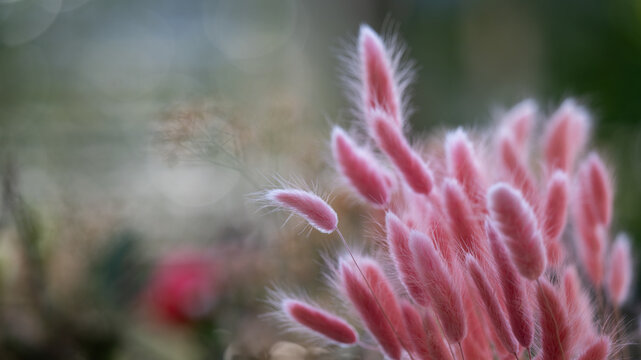 Floral background with copyspace, Lagurus ovatus in pink
