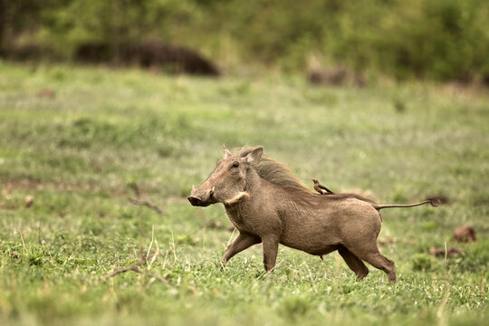 Common Warthog (Phacochoerus africanus) running through savanna with Red-billed Oxpecker on its back