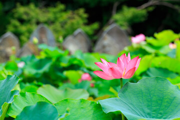 蓮池に咲く蓮の花と葉