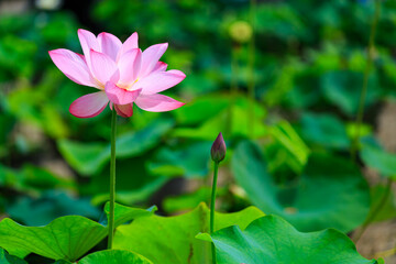 蓮池に咲く蓮の花と葉