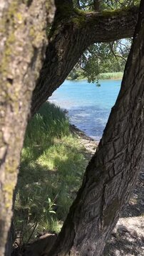 River water stream view between tree branch trunks Linth river Switzerland vertical format video