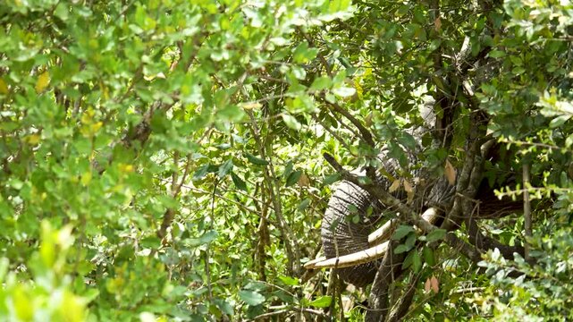 African elephant partially hidden in dense bush using its trunk and tusks to pull and shake tree branches while feeding in its natural savannah habitat in Kenya