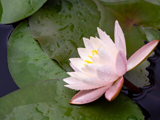 雨粒が残る睡蓮の花と水面