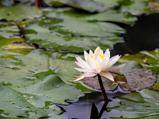 雨粒が残る睡蓮の花と水面