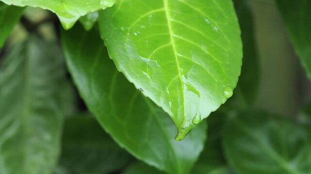 Water drips off the end of a laurel leaf.