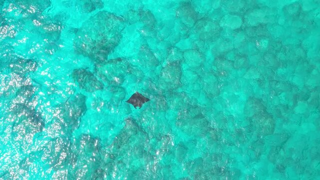 Manta ray swimming in crystal clear turquoise ocean water