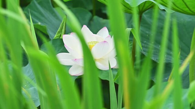 緑の隙間に見つけた、伝説の池の純白
「鮮やかな緑の葉の向こう側に、一輪の白いハスが凛と咲き誇ります。前ボケを活かした奥行きのある構図が、伝説の地ならではの神秘性を引き立てる映像素材です。」
益城町堂園池「大蛇伝説の池」
The pure white of a legendary pond found among the greenery
