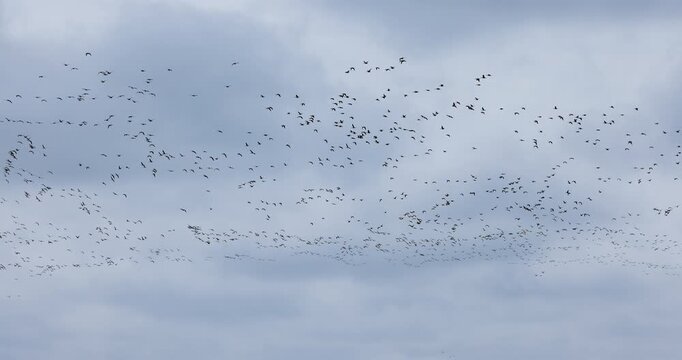 Birds migration. Flock of water ducks flying in sky video