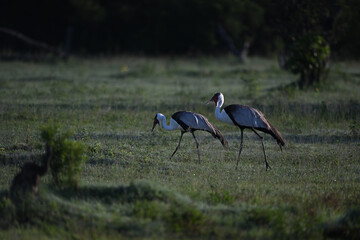 Fototapeta premium Wattled Crane (Grus carunculata) pair walking in wet grass at dawn, endangered African bird photography