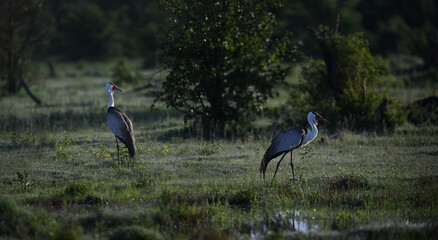 Fototapeta premium Pair of Wattled Cranes (Grus carunculata) in African wetland at dawn, endangered wildlife photography
