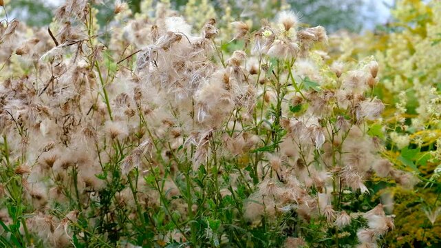 Sow thistle blooms in a field. Selective focus.