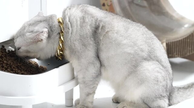Silver cat with short hair and gold chain collar eating dry food from white feeder, relaxed domestic feline animal sitting indoors bright clean modern home, healthy pet care concept, cute pampered