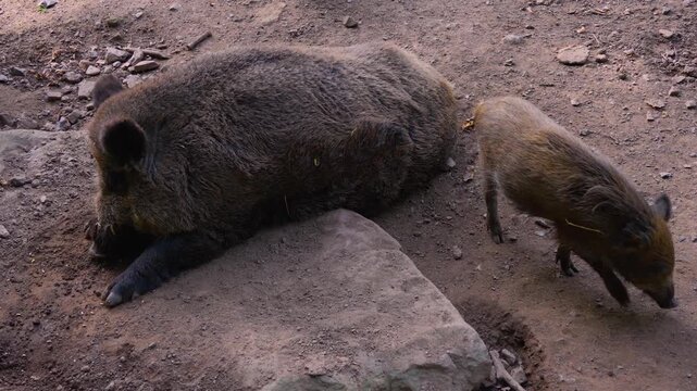Close up view of a hungry wild boar family searching the ground in the woods for food on a cloudy spring morning
