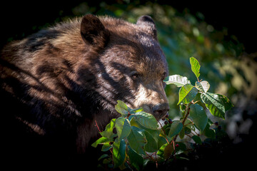 American Black Bear in the woods
