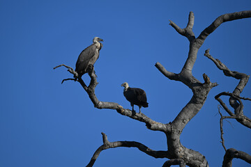 Two White-backed Vultures (Gyps africanus) perched on a dead tree against clear blue sky, African wildlife
