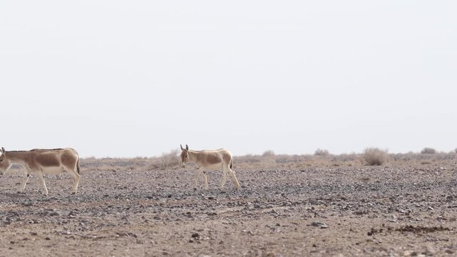Iranian onager (Asiatic wild ass) walking and grazing in arid desert landscape, wildlife in Iran, natural habitat, close up and wide shots