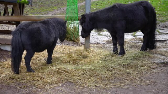 Close up of two black shetland ponys grazing ona farm on cloudy spring day