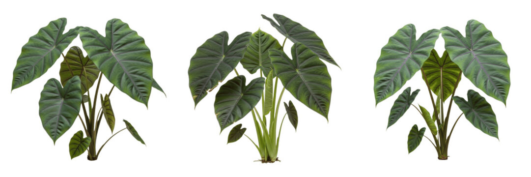 Set of Fresh Taro Plants Colocasia Esculenta with Large Elephant Ear Leaves Isolated Transparent Background PNG