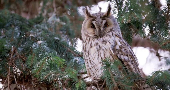 Big forest owl on a tree branch in the wood.