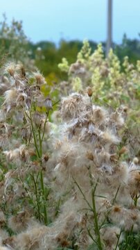 Sow thistle blooms in a field. Selective focus.